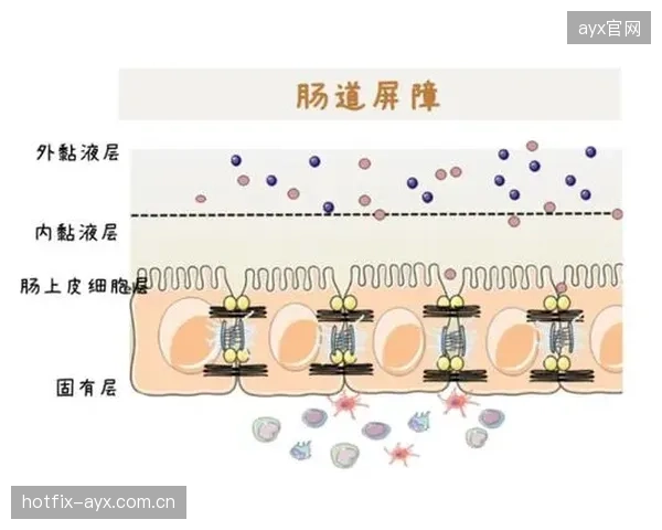 巴雷拉的B2B属性定义中场硬度，他与托纳利的覆盖范围是防线前第一道屏障。